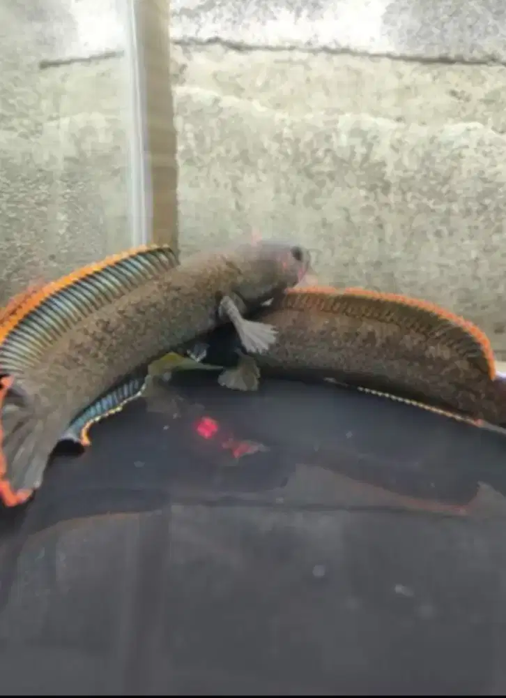 Chana limbata pair sz 14cm