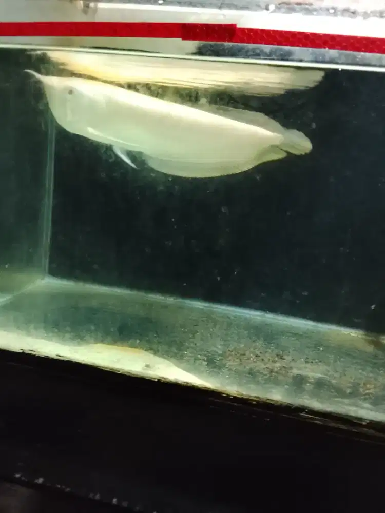 Ikan arwana albino