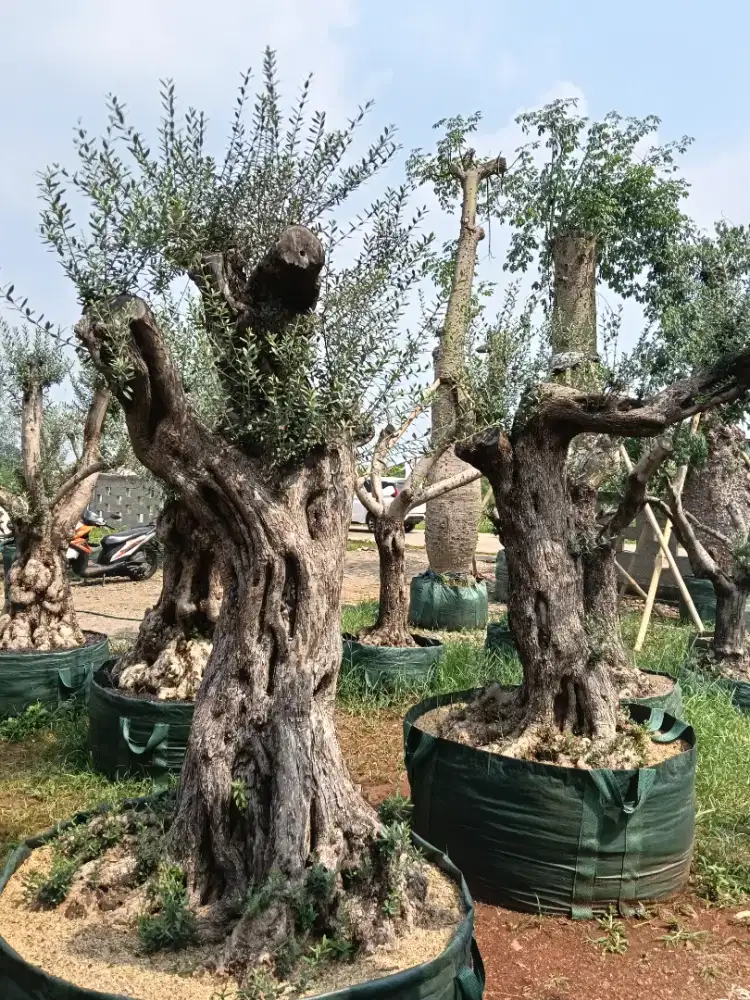 Jual pohon zaitun olive