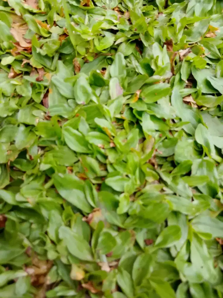 Jual rumput gajah mini