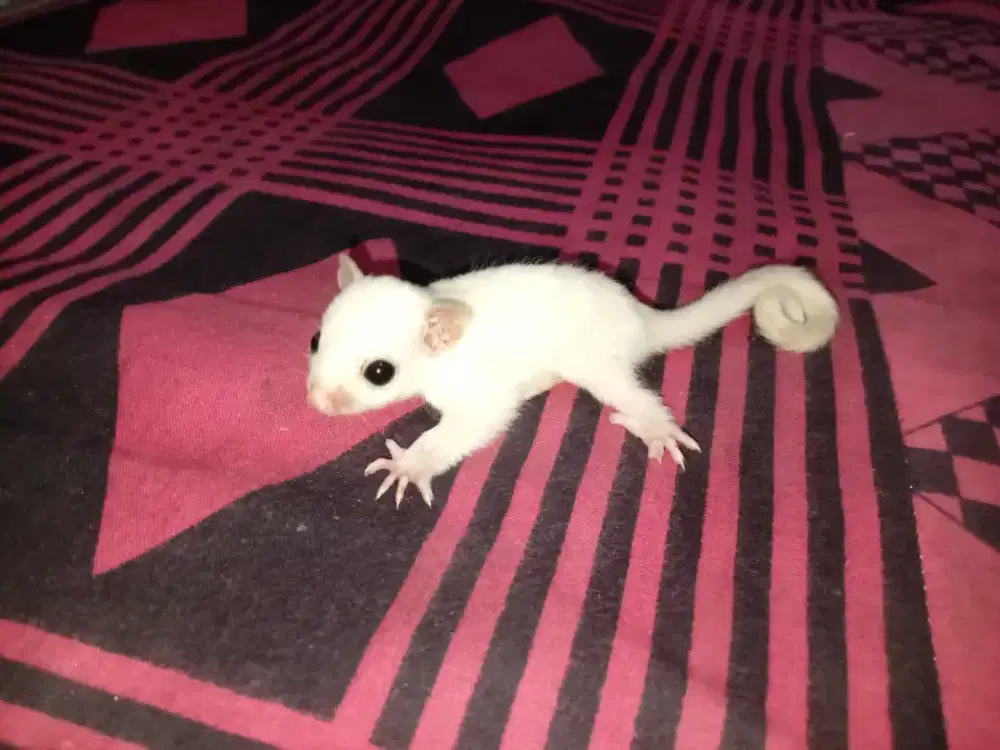 Sugar glider leucistik betina putih