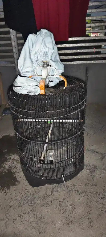 Kurungan Murai ukuran 54