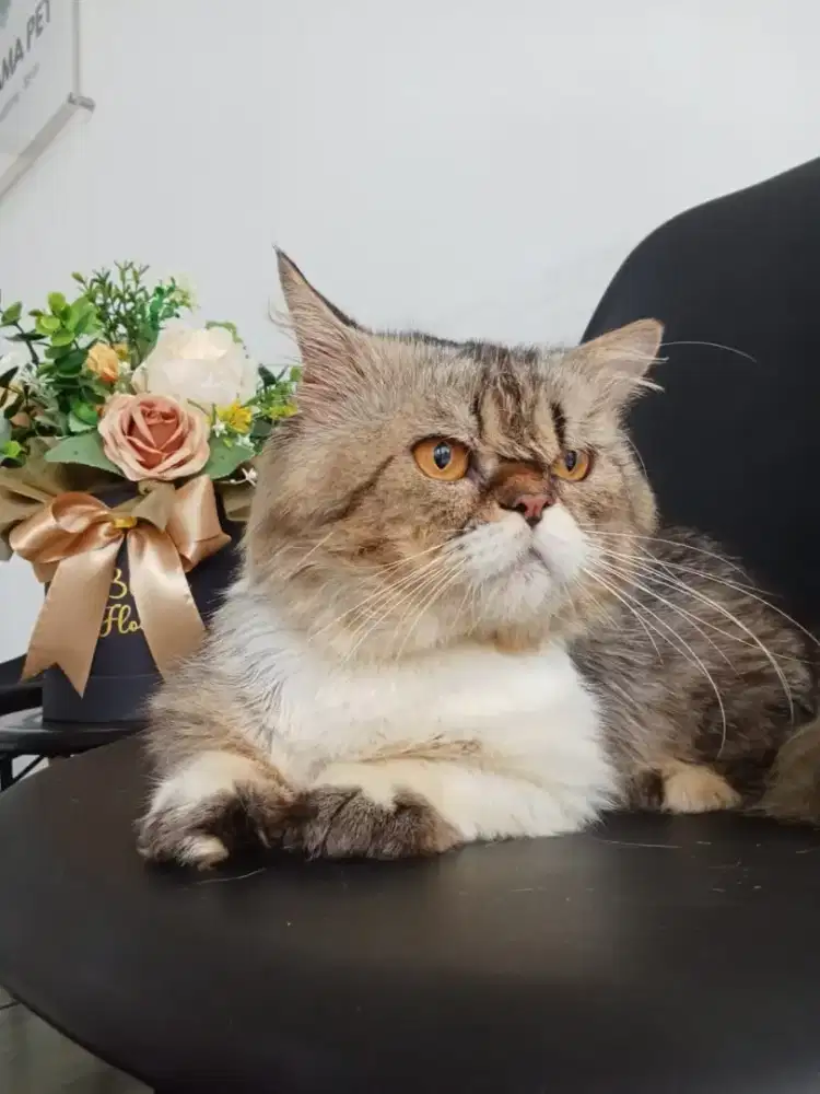 Kucing Persia flatnose bigbones jantan