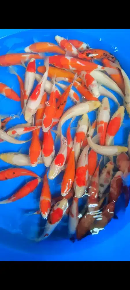 koi kohaku sanke mantab