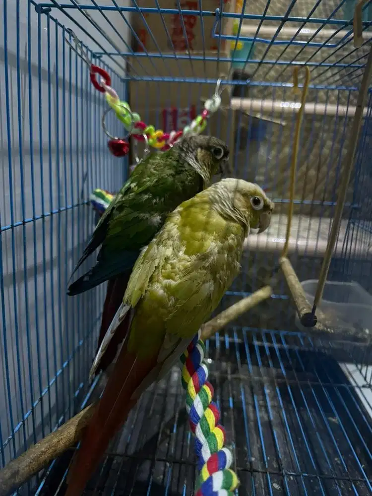 Cinamon x YSC conure / sepasang conure DNA