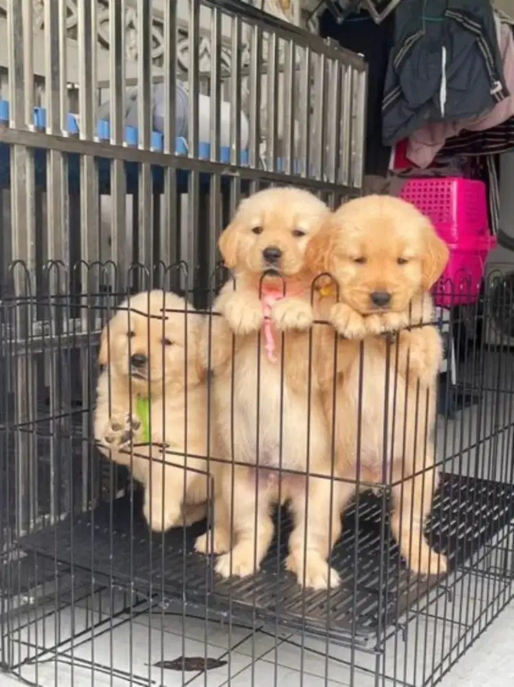 DIJUAL ANJING GOLDEN RETRIEVER