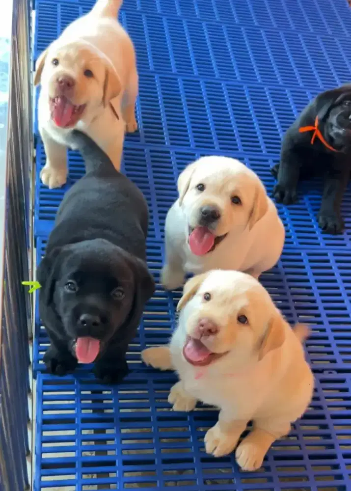 DIJUAL ANJING LABRADOR RETRIEVER