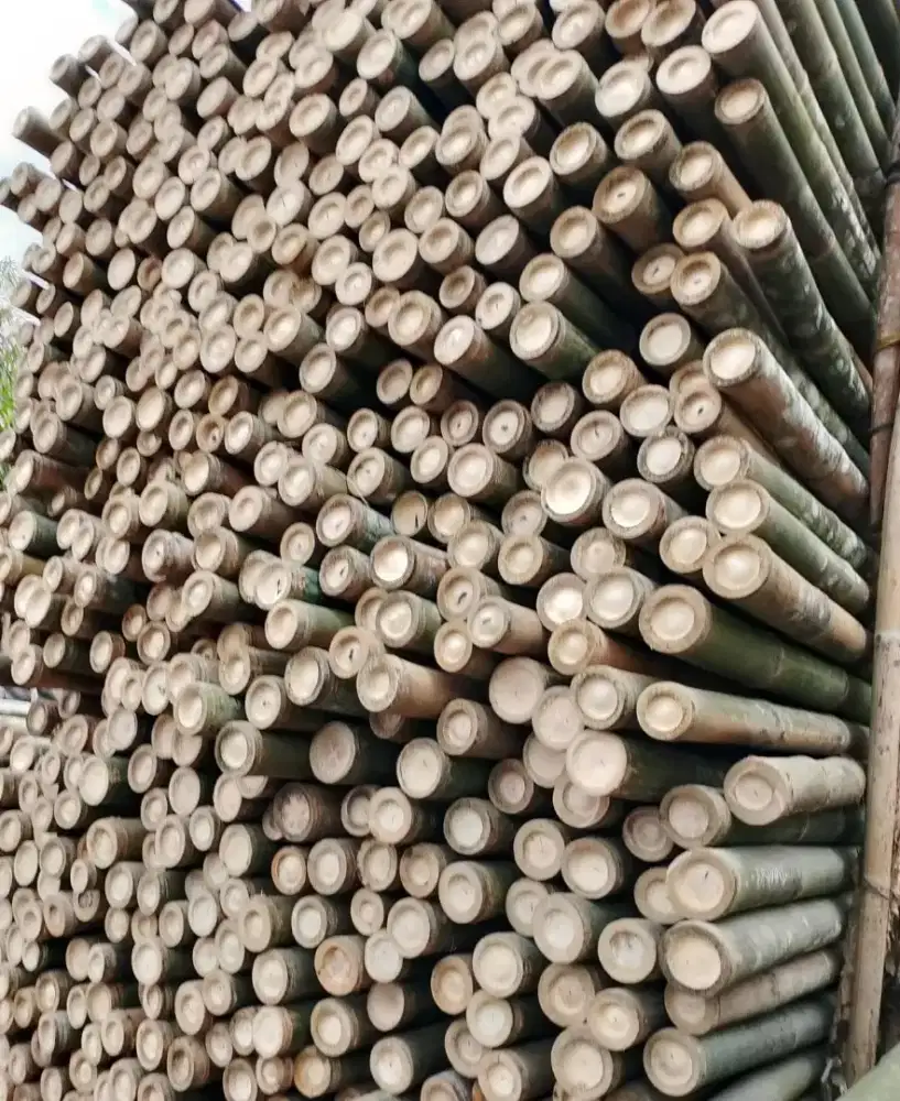 Jual Bambu steger  panjang 6 meter.