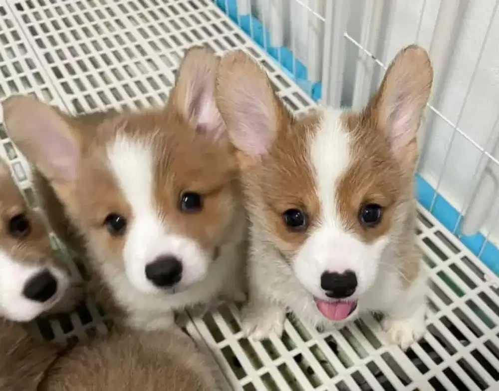 DIJUAL ANJING WELSH CORGI