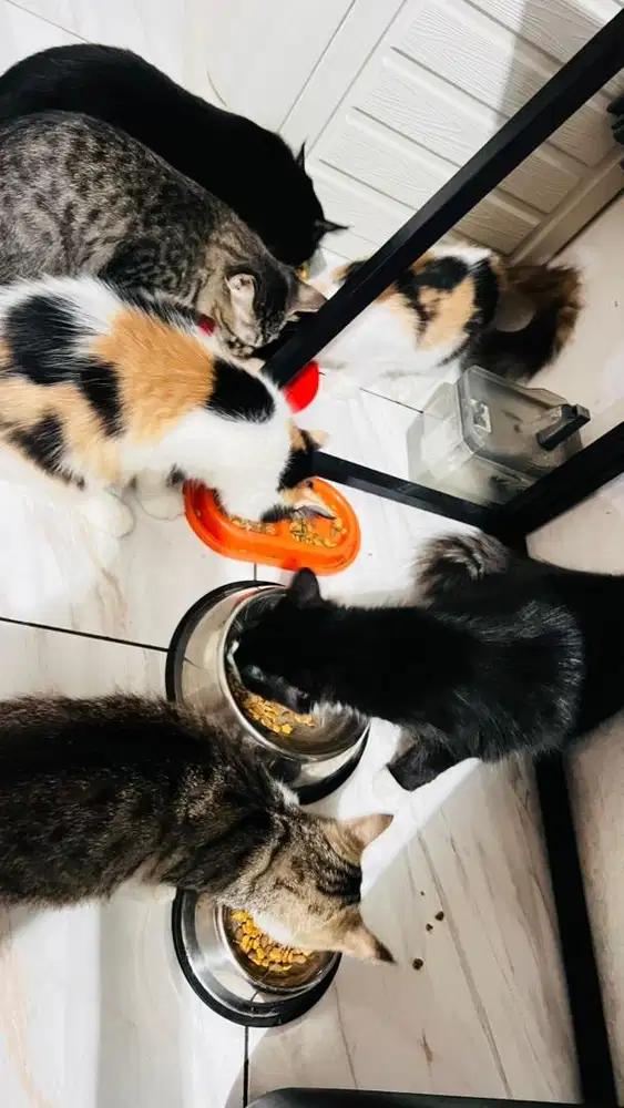 Kucing persia calico n batman