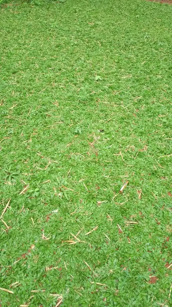 RUMPUT TAMAN GAJAH MINI