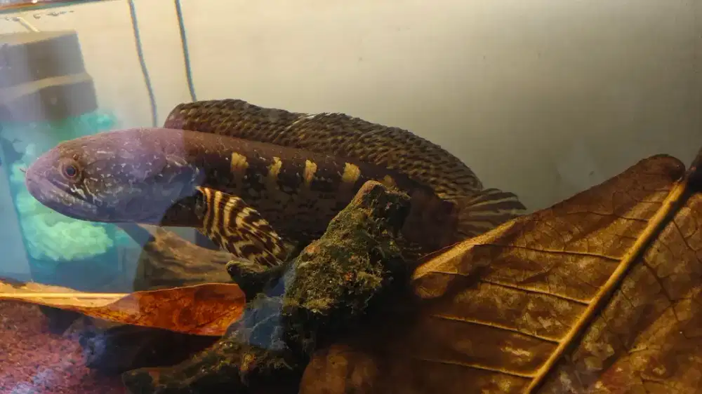 Ikan chana auranti uk 30 cm up