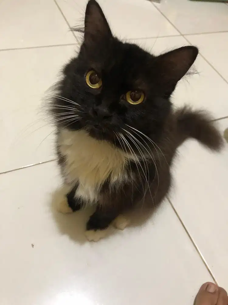 Indukan Kucing Betina Proven