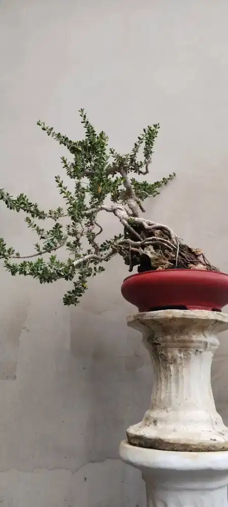 Bonsai Santigi Mawar Super