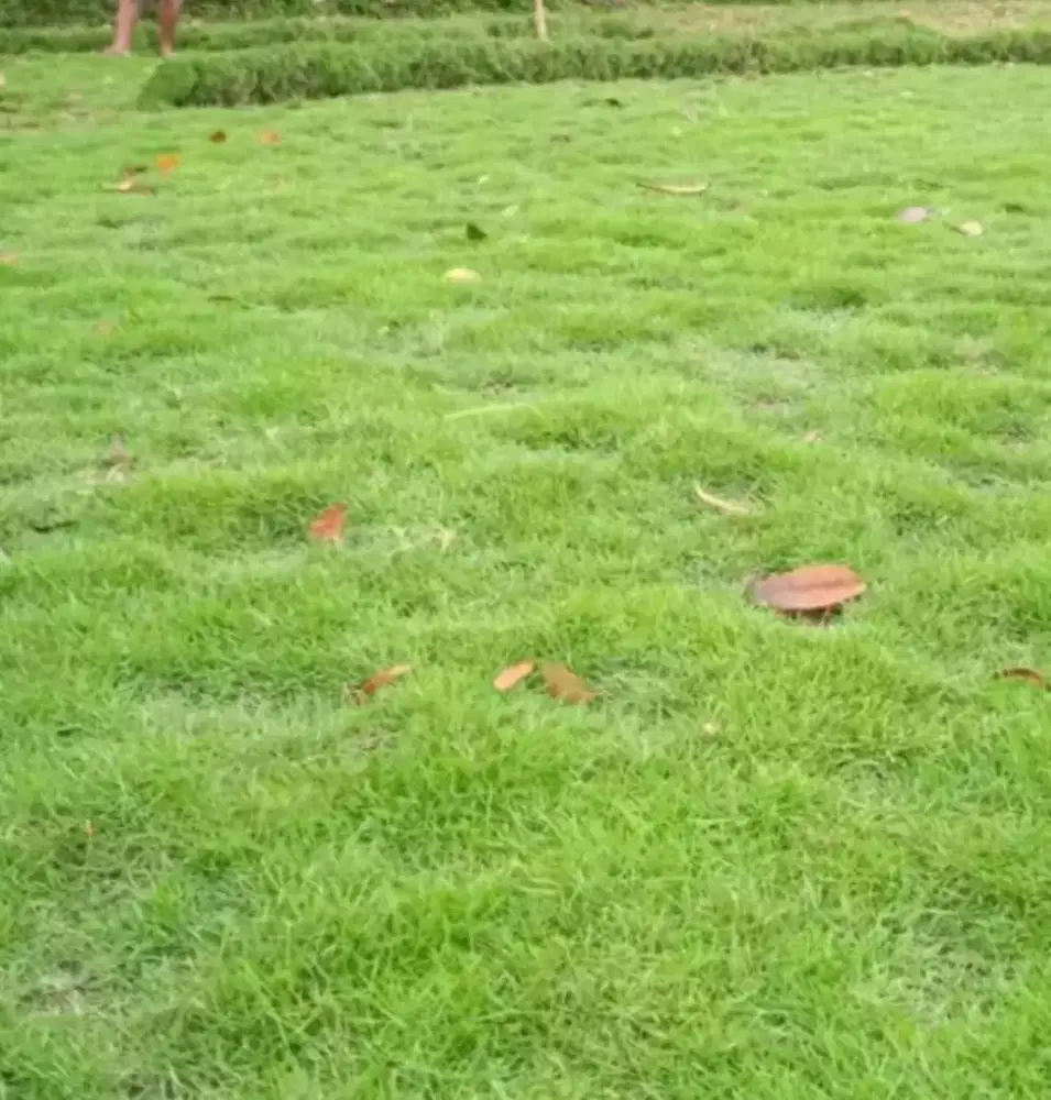 Tukang rumput jepang dll..