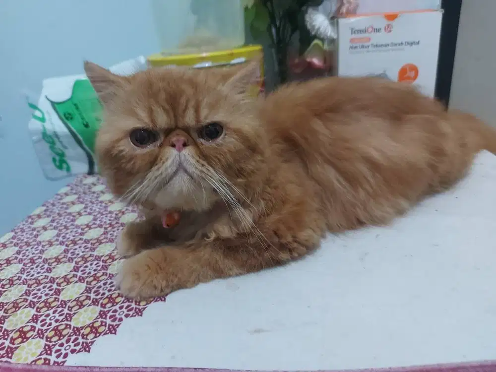 Pacak kucing peaknose