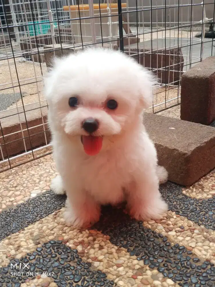 Anakan Bichon frise Cucu Korea