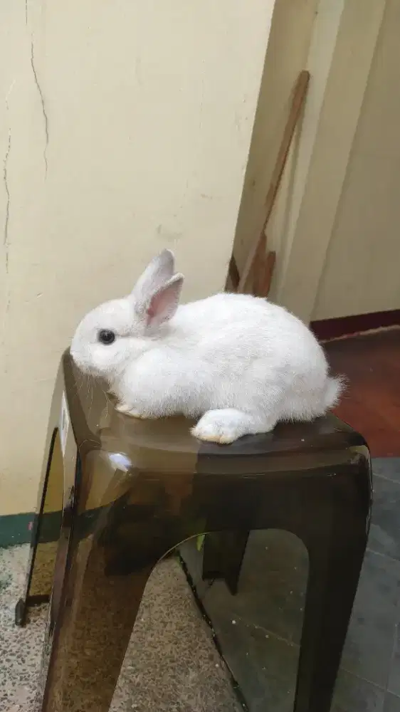 Kelinci Netherland dwarf