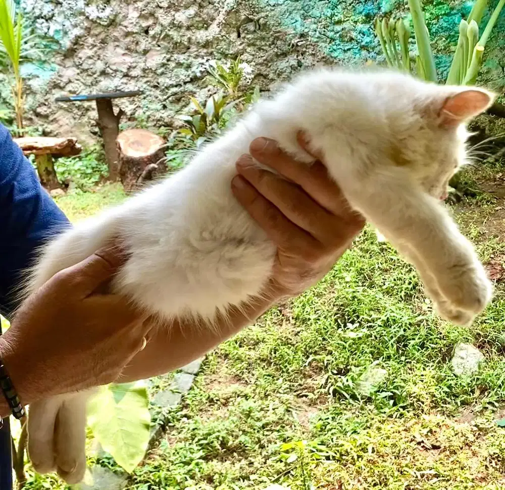 kitten jantan ragdoll