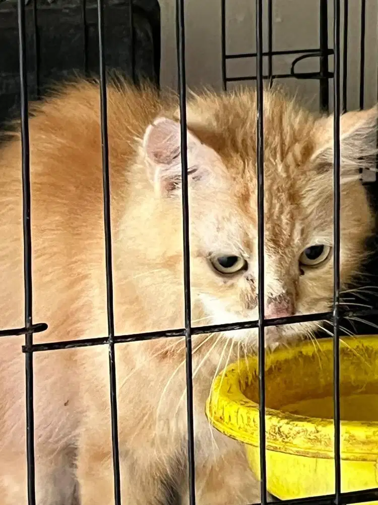 LEPAS ADOPSI KUCING + kandang