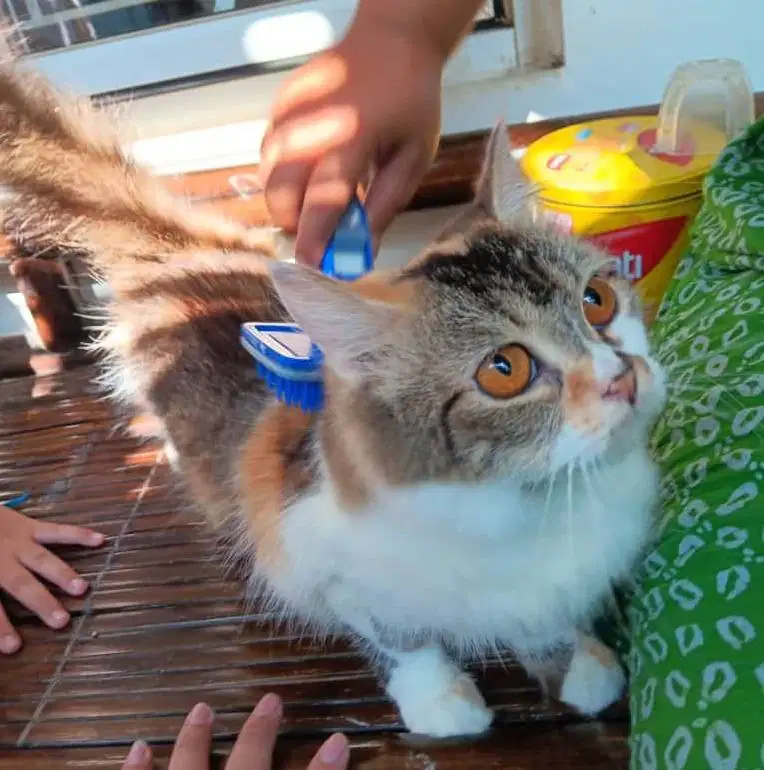 Kucing Persia belang 3