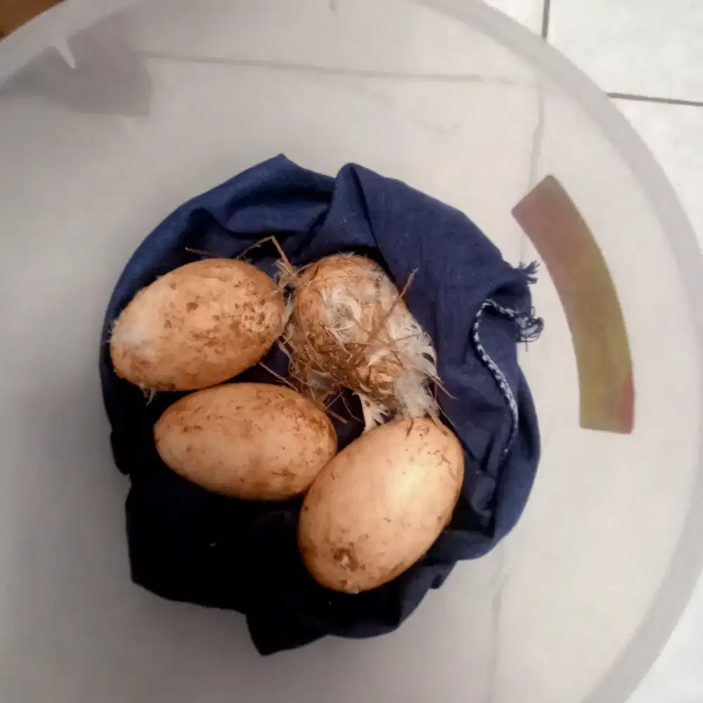 Di Jual Telur Angsa / Soang Calang, Tembuluk, Busuk