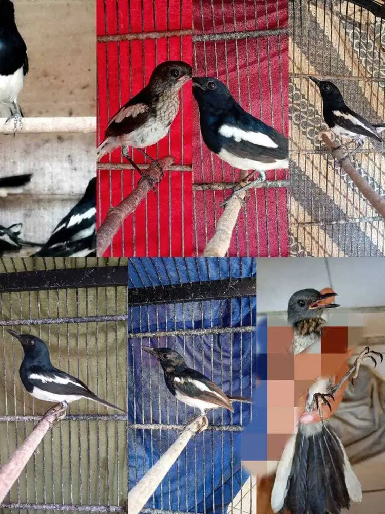 burung kacer dada putih jabar bahan pilihan garansi jantan