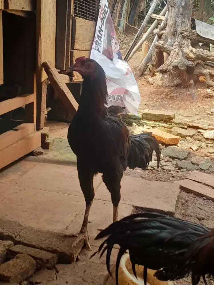 Ayam bangkok muda,umur 5 bulan