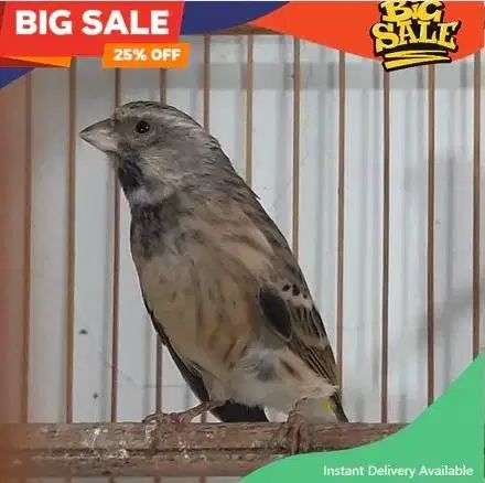 BURUNG BLACKTROUT BAHAN JANTAN DAN GACORAN READY STOCK