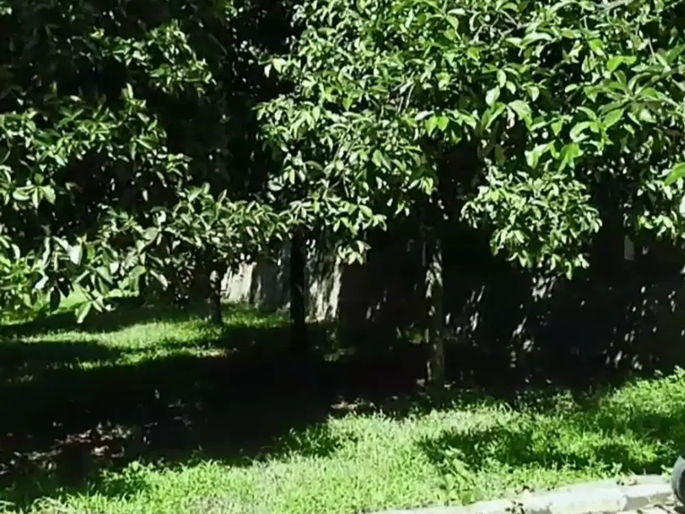 Tanah Darat di Cijayanti, Babakan Madang, Bogor