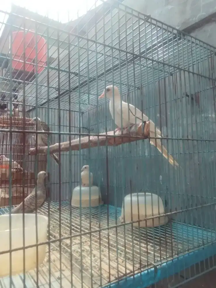 Perkutut warna remaja