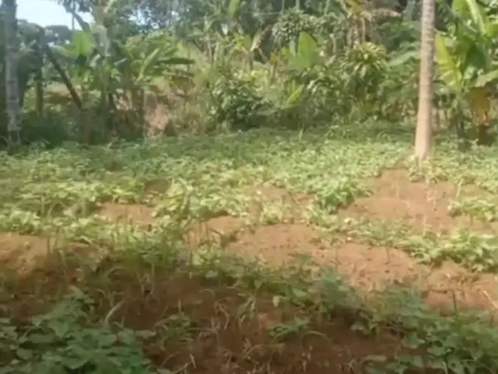 Tanah Darat di Desa Cimande, Caringin, Bogor