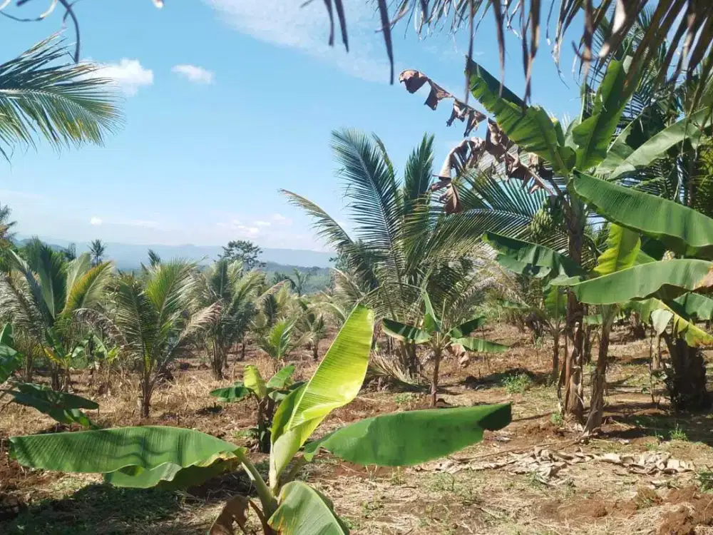 Tanah darat perkebunan kelapa bantar gadung sukabumi