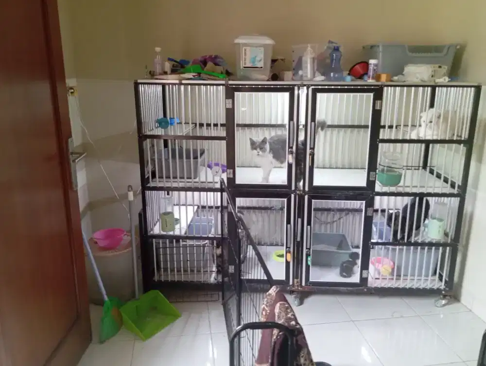 Borongan kucing munchkin BSH kinkalow fold