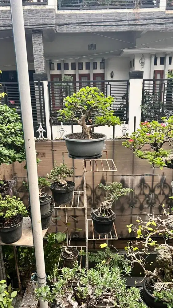 bonsai sianci jadi
