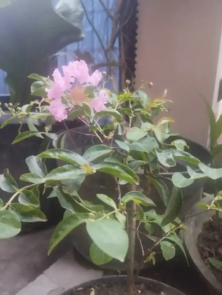 Pohon/tanaman hias sakura