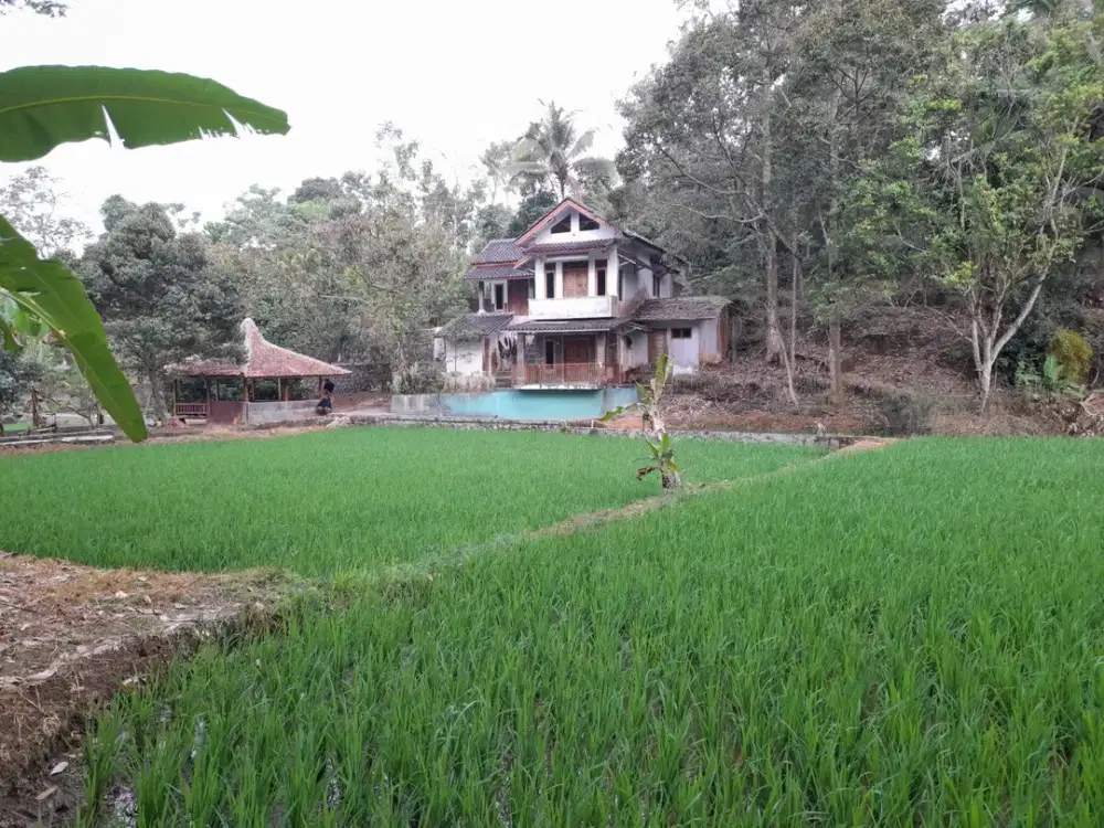 Rumah Villa 7634 m2 Sawah Kebun Manggis dan Durian Dijual Murah