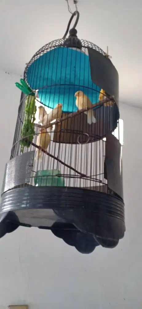 Kenari Lokal usia 2-3 bulan