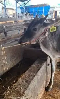 3 ekor bakalan sapi jantan TB 110cm 1 tahunan siap ternak piara manteb