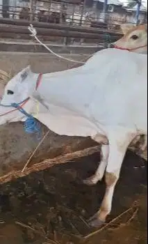 3 ekor bakalan sapi jantan TB 110cm 1 tahunan siap piara ternak hobby