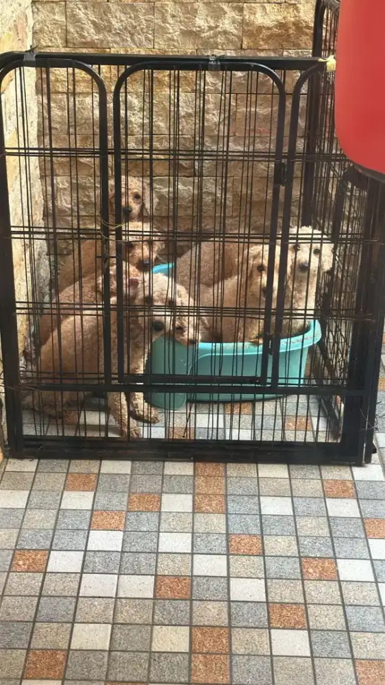 Dijual anakan anjing poodle (Puppies poodle's)