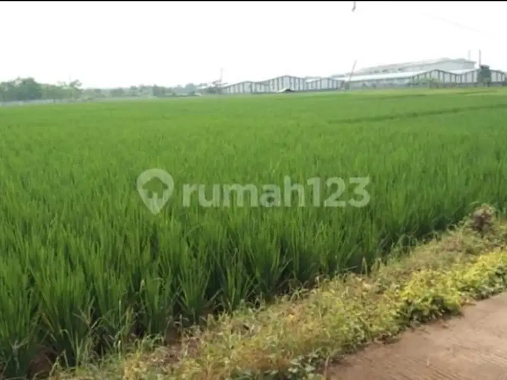 Dijual Cepat Kavling Industri Subang Luas Tanah 300 Ha Harga Nego