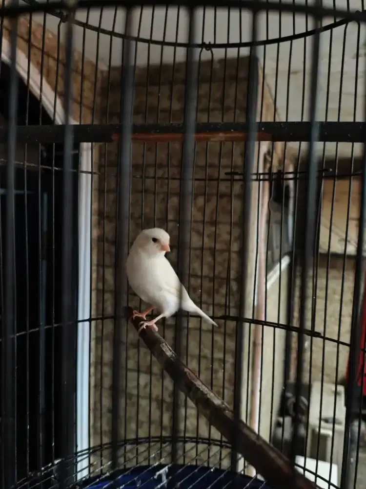 Burung kenarii pocong bahan