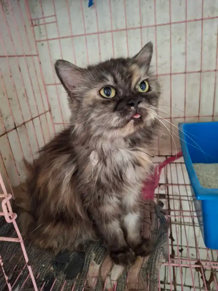 Sepasang persia dewasa