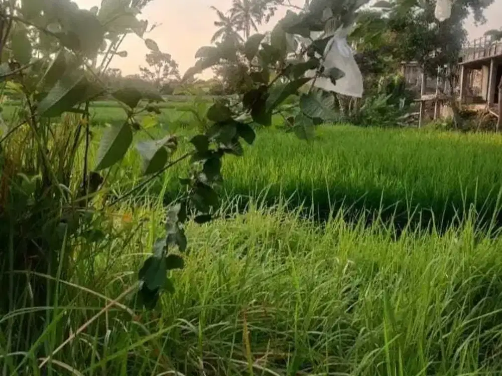 Land for sale in Ubud, Bali