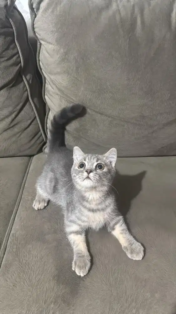 BSH/British Shorthair Blue Tabby Jantan murah murni