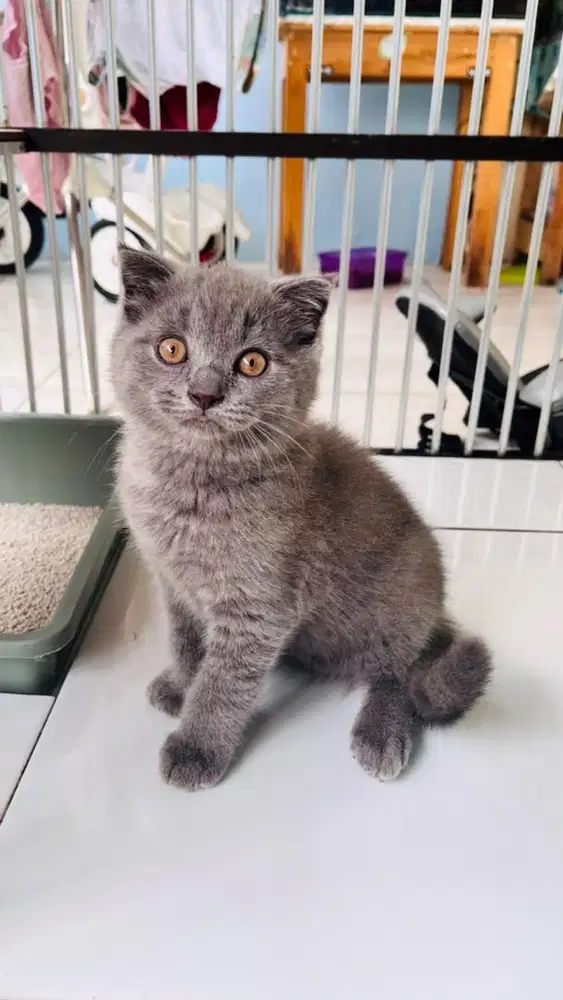 Kitten British Shorthair X Scottish Fold Blue Solid (Jantan)