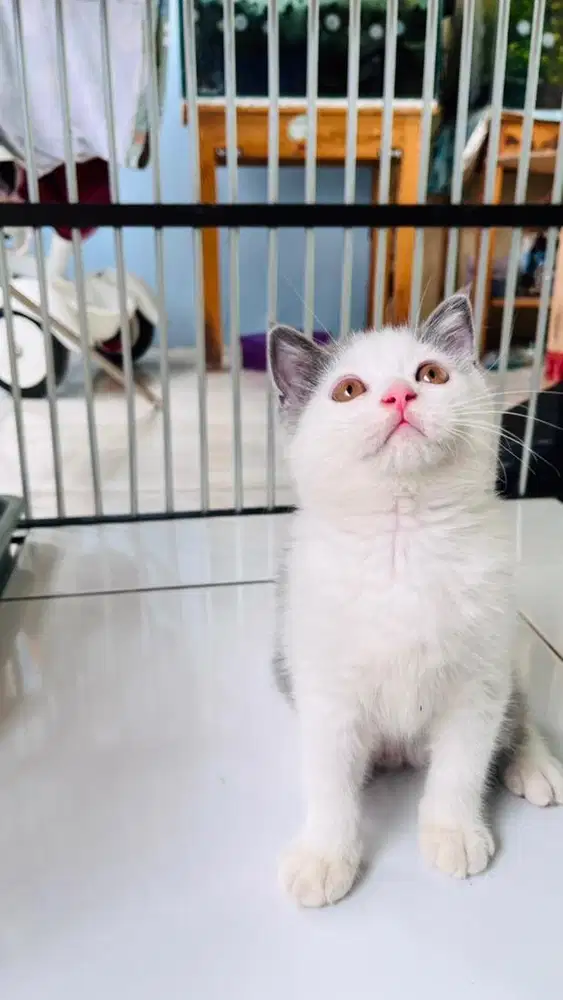 Kitten BSH X Scottish Fold Bicolor Blue (Betina)