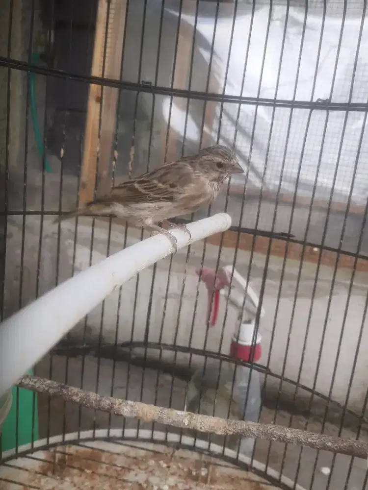 Blackthroat anak jantan