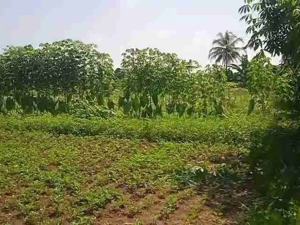 jual tanah murah LT 1 ha, shm,  nempel jln desa